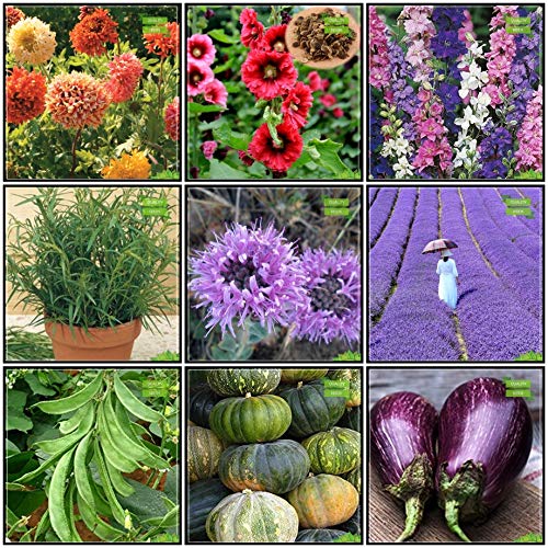 Creative Farmer Terrace Garden Combo Herb Seeds and Flower Seeds : Gaillardia Dwarf, Hollyhocks, Larkspur-Giant, Cucumber Sambar, Pumpkin, Snakegourd, Terragon, Penny Royal and Others -1 Packs