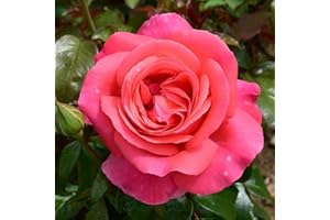 Peter Beales Roses UK Special Anniversary Bush Rose, Dark Pink Hybrid Tea, 60cm, Very Fragrant, Award-Winning