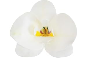 DEKORA Conf. 10 Orchidee in Cialda Decorazioni Commestibili per Torte, Bianco