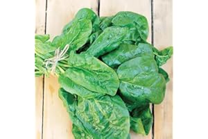 Gardeners Kitchen - Spinach Plants - 'Perpetual' 6 X Medium Plug Vegetable Plants.
