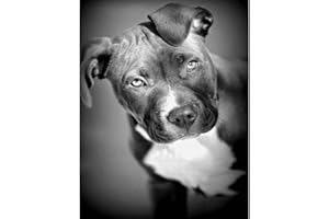 DIEFDS 5D Diamant Peinture Plein Foret Noir Et Blanc Pit Bull Chien Diamant Broderie Animal Pitbull Chiens Strass Mosaïque Cadeau