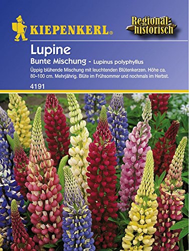Lupine Bunte-Mischung