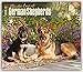 German Shepherds - For the love of 2016 - Deutsche Schäferhunde - 18-Monatskalender mit freier DogDays-App: Original BrownTrout-Kalender - Deluxe [Mehrsprachig] [Kalender] (Deluxe-Kalender) by 