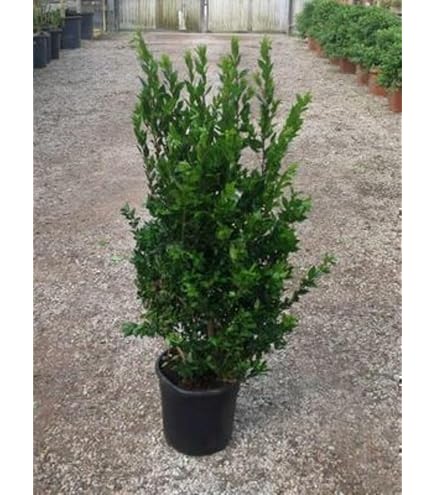 SAFLAX - Bonsai - Echte Myrte/Brautmyrte - 30 Samen - Mit keimfreiem  Anzuchtsubstrat - Myrtus communis : Amazon.de: Garten