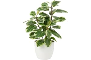 BRIFUL Planta Artificial de Camelia, Planta Falsa en Maceta, Plantas Artificiales de Camelia en Maceta para decoración del hogar, Oficina, Plantas de Mesa, Camelia, bonsái