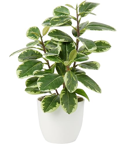 Amazon.de: Knstliche Gerbera im Topf 28cm Blume Deko Dekoblume Dekopflanze  Frhjahr Frhlingsblher Kunstblume Kunstpflanze Pflanze Margeriten  Seidenblume Strauch Busch Zimmerpflanze