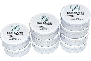 SMB Big Bank Seeds Gorilla Glue Fem, 3 Stück