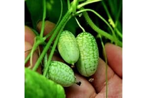 Saterkali Mini-Wassermelonen-Samen, 10 Stück, niedliche Mini-Wassermelonen-Samen, Miniatur-Frucht, Haus, Hof, Garten, Dekoration, Pflanze