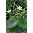 Lotus Live Plant (Tuber),Pure White colour,Original Variety, All Time Bloom