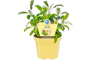 UNSERE-GAERTNEREI-MUELLER Sauge bio (Salvia officinalis) - Plantes herbes cultivées de manière durable (1 plant)