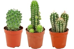 ZynesFlora Mini Kakteen im Set - 3 Stück im 5.5 cm Pflanztopf - Kleiner Kaktus Zimmerpflanze Sammlung - Höhe: 5-10 cm