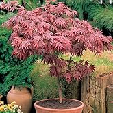 1 x Acer 'Atropurpureum' Purple Japanese Maple Tree or Shrub in Garden Pot