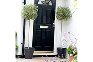 SUTTONS EST. 1806 Olive Tree - Large Standard - 100-110cm Tall - Patio Tree - by Suttons