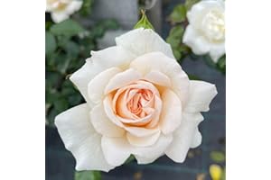 YouGarden Joanne's Rose, Established Plant in 3-4 Litre Pot, Ready to Plant Climbing Rose, Blush Pink Roses for Pots, Beds, or Borders