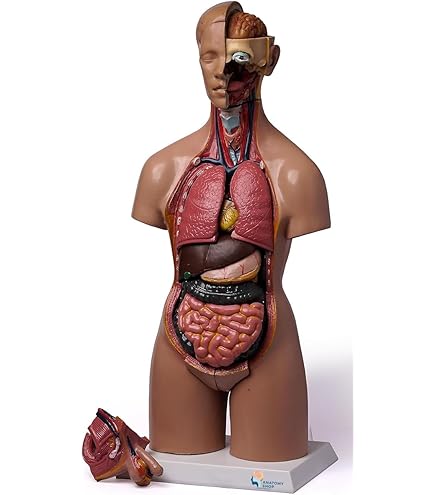 【人体模型】KIKKERLAND HUMAN TORSO 人体模型】KIKKERLAND HUMAN TORSO ZX | Human Mini Torso Model