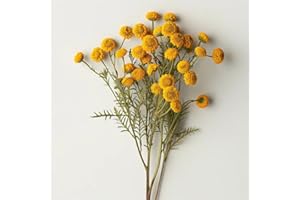 600 Semillas de Tanaceto - SemiSauvage Permacultura