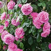 Green Paradise® Pink Rose Vine Live Plant creeper of May Queen ...