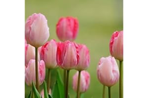 REMORUI 50 Stück Tulpenzwiebeln Winterhart Mehrjährig, Tulpen Samen für Garten und Balkon, Tulpen Pflanzen, Garten Blumen, Ideale Garten Pflanzen, Balkon Pflanzen, 50Pcs Tulip Seeds (Rosa)