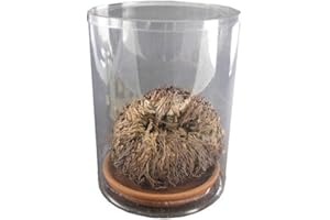 WOOTONG Signum Rj02, Rosa de Jericó