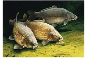 YSCOLOR Diamond Painting Poisson Diamant Peinture Par Numéros 5D Complet Rond Carpe Kit Ensemble Diamant Peinture Kits 30x40cm