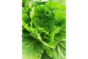 MAGIC GARDEN SEEDS Pe-tsaï, chou chinois 'Wong Bok' (Brassica rapa subsp. pekinensis) env. 200 semences