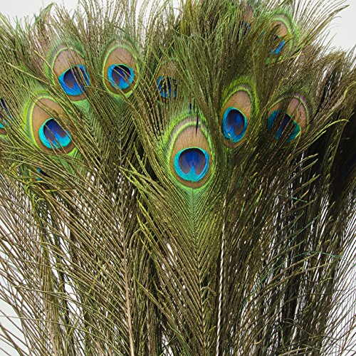 10 echte Pfauenfedern ca.90-100cm lange Federn Deko - 3