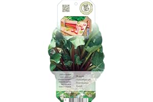 UNSERE-GAERTNEREI-MUELLER Rhabarber (Rheum rhabarbarum), im ca. 15cm Topf, ca. 45cm hoch, kräftige zweijährige Pflanzen (1 Pflanze, Frambozen Rood (Himbeer Rhabarber))