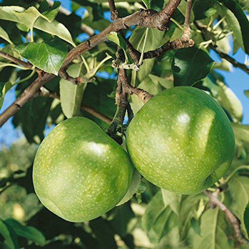 Apfel Granny Smith Compact, Busch, 1 Pflanze - 3
