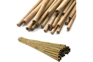 ALLURE HOME STYLE LETS BEGAN YOUR JOURNEY WITH US AHS Natural Bamboo Canes - Strong Heavy Duty Bamboo Plant Support - Professional Thick Garden Canes - Bamboo Stake Pole Trellis - Indoor Outdoor Plants Support Stakes - 2FT 4FT 6FT Cane (20, 6FT)