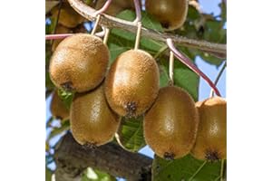 Kiwi: Actinidia Jenny - Männliche und Weiblich: selbstbefruchtend - Winterhart | ClematisOnline Kletterpflanzen