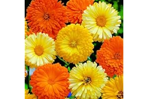 PAGANO DOMENICO E FIGLI SEMENTI DAL 1954 CALENDULA OFFICINALIS NR.300 SEMI