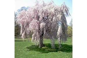 SVI Nuovo arrivo!!! 20 pz fontana piangente ciliegio, giardino domestico di DIY Albero Nano, ornamentale-pianta semi di albero bonsai sakura per la casa