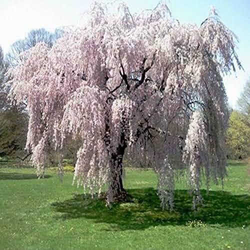 Amazon.co.uk weeping cherry blossom tree