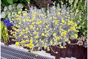 COUNTRY CLIMBERS & GARDEN FAVOURITES Curry Korma herb Plant Silver Leaves Yellow Flowers Popular with Bees Butterflies pollinators Supplied in 9cm Pot