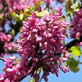 Mutlu Paket T&uuml;pl&uuml; Kokulu Erguvan Ağacı (Cercis siliquastrum) Fidanı