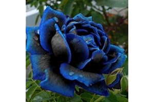 LAMPHLE 50 Unids Azul-Negro Rosa Semillas de Flores Home Garden Perenne Bonsai Planta Decoración Flor Fruta Árbol Vegetal Semillas Semillas de rosa