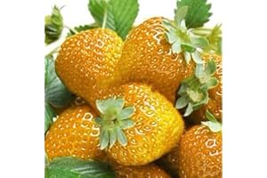 Haloppe 100pcs graines de Fraises pour la Plantation de Jardin à la Maison, graines de Fraises Douces Maison Jardin Ferme Plantation de Plantes fruitières Orange