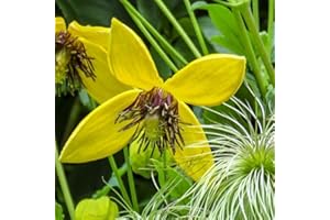 Plant Theory 60cm Cane Clematis Bill Mackenzie Yellow Flowering Vine Climbing Plant 3L Pot