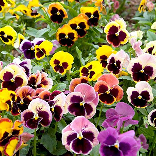 Creative Farmer Flower Seeds Pansy Hybrid Mix Seeds Flower Seeds For Home Garden-100 Seeds