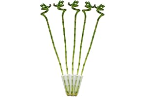 Uppsättning av 5 lyckobambu "Lucky Dracaena Sanderiana 40 cm kruka