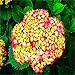 Produktbild Fash Lady Echte 20 Teile/Paket Hortensien Pflanzen Mixed Hortensien Home Pflanzen Bonsai Viburnum: 5