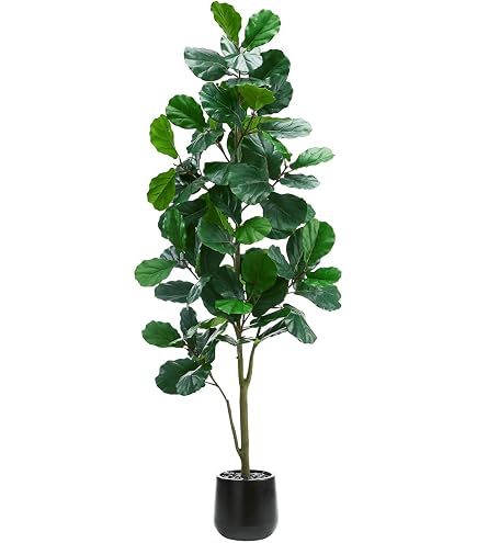 Pflanzen Klle Knstliche Geigenfeige 'Ficus lyrata', Hhe ca. 80 cm :  Amazon.de: Kche, Haushalt & Wohnen