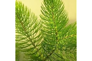 Haloppe 100 Pz Ceratophyllum Demersum Piante Semi per la Piantagione del Giardino di Casa, Ceratophyllum Demersum Semi Pianta Serbatoio di Acqua Decorazione Acquario Semi