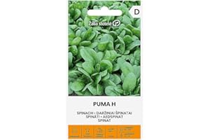 ŽALIA STOTELĖ Zalia stotele | ESPINACAS - PUMA H Seeds | Semillas de Hortalizas | Semillas de espinaca | semillas de plantas | semillas de jardín | 1 paquete