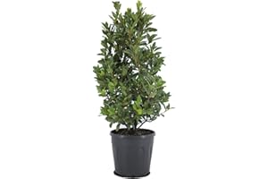DECOALIVE Laurel Natural Árbol para Decorar y Cocinar Planta Aromática