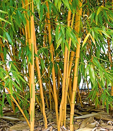 BALDUR-Garten Goldener Peking Bambus,1 Pflanze - 2