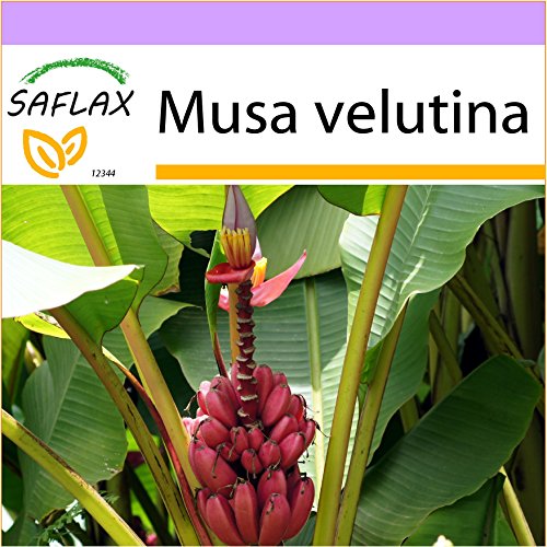 SAFLAX - Banana de Kenia - 8 semillas - Musa velutina