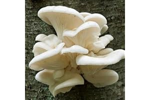 Benoon Semillas De Setas, 100Pcs / Bolsa Semillas De Setas De Ostra Perlada No OMG Buena Cosecha Sótano Blanco Semillas De Agaricus Ecológicas Para Jardín Semilla
