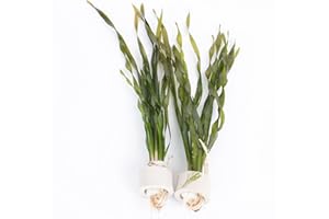 Lincolnshire Pond Plants Ltd - Twisted Vallis - Live Aquarium Plant - Corkscrew vallis - vallisneria tortifolia - Tropical Fish Tank (5 Stands - 1 Ring)