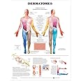 Dermatomes Anatomical Chart: (laminated)